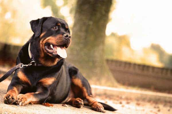 What to Do If a Rottweiler Attacks You? [20 Things to Do]