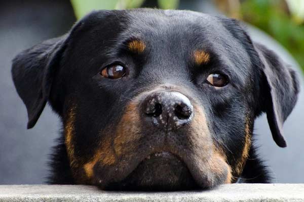 Why Do Rottweilers Have Eyebrows?