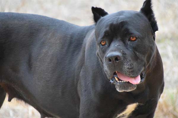 Are Cane Corsos Hypoallergenic