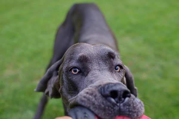 Are Great Danes Chewers