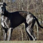 Are Great Danes Good Swimmers