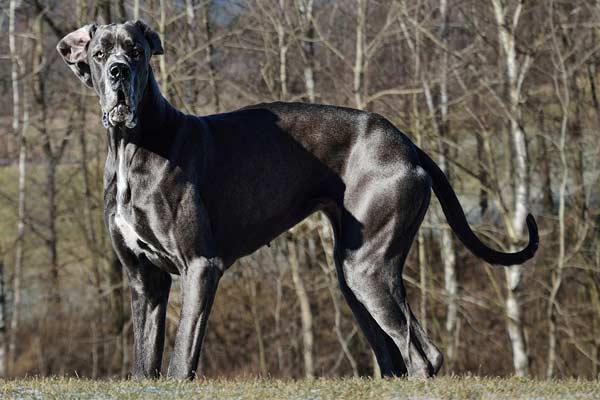 Are Great Danes Good Swimmers