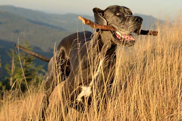 Are Great Danes a Smart Dog Breed?