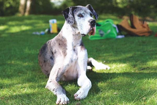 Can Great Danes Be Left Alone?
