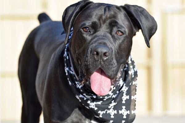 Do Cane Corso Smell