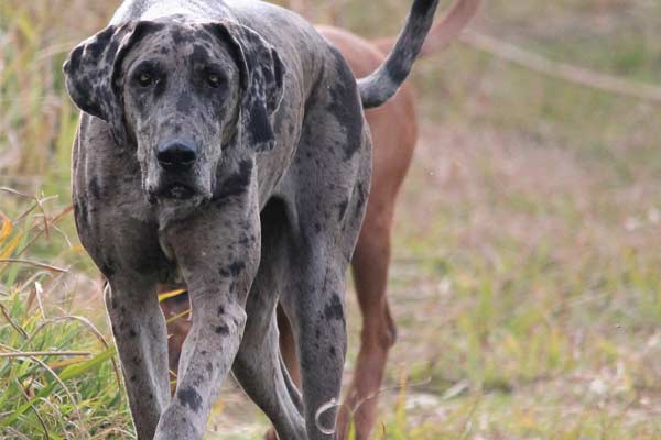Do Great Danes Bark a Lot? Here’s What You Need To Know