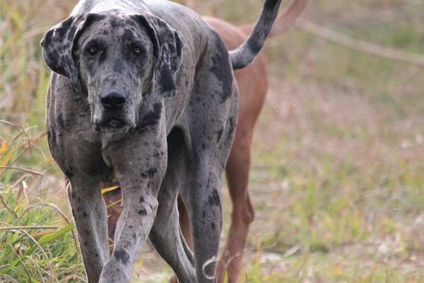 Do Great Danes Bark a Lot