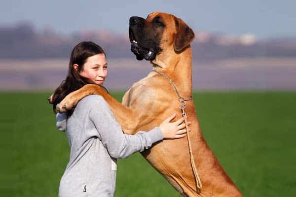 Do Great Danes Like to Cuddle