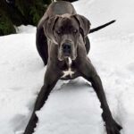 How Cold is Too Cold for Great Dane