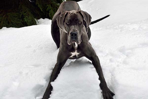 How Cold is Too Cold for Great Dane?
