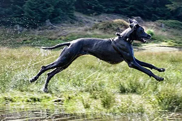 How Fast Can Great Danes Run