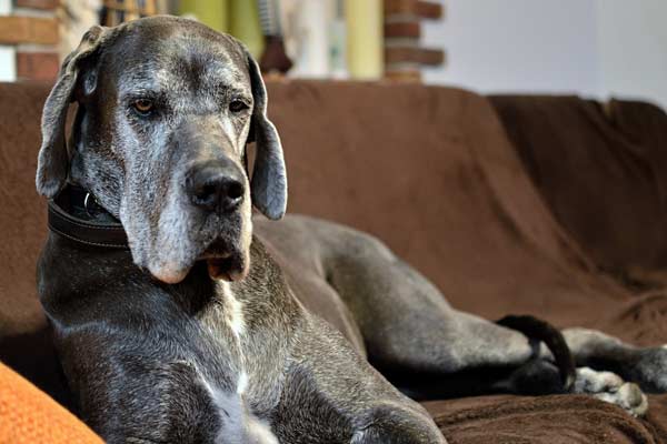 How Much Space Does a Great Dane Need?