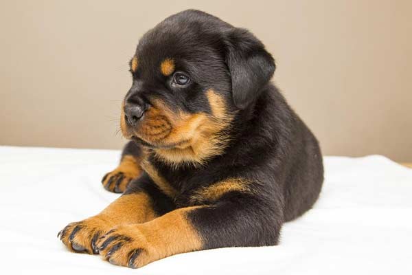 How Much to Feed Rottweiler Puppy: Charts and Calculations