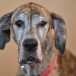 How to Clean Great Danes Ears