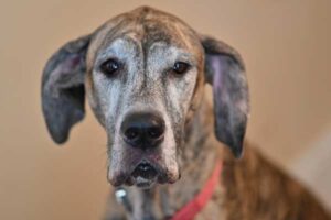 How to Clean Great Danes Ears