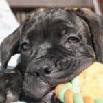 How to Get My Cane Corso to Gain Weight