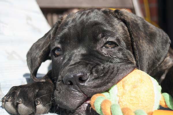 How to Get My Cane Corso to Gain Weight?