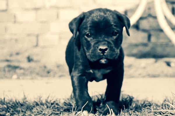How to Pick a Cane Corso Puppy