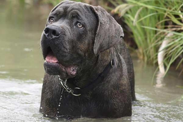 How to Potty Train a Cane Corso