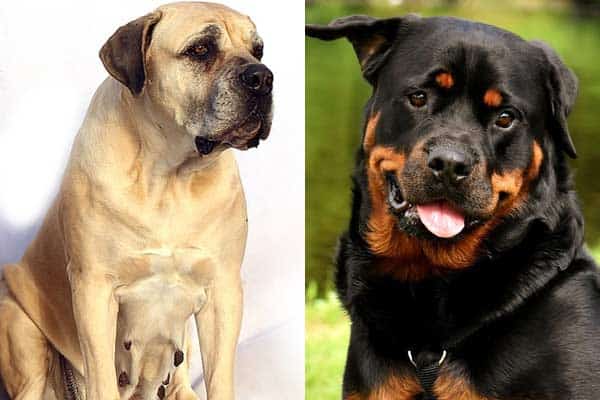 Mastiff vs Rottweiler: Are They Really So Different?