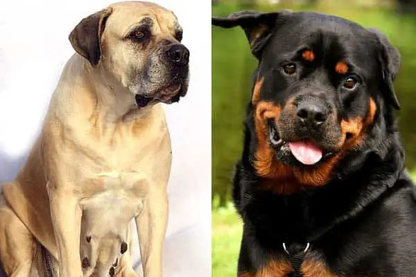 Mastiff vs Rottweiler