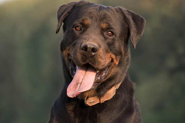 Rottweiler Head Growth