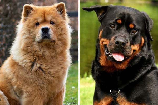 Rottweiler vs Chow Chow