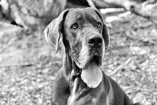 What Age Do Great Danes Get Bloat?