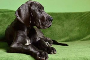 are great danes easy to potty train