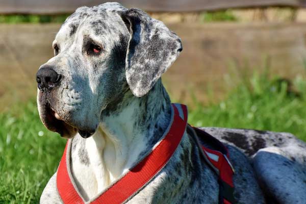 are great danes good for first time owners