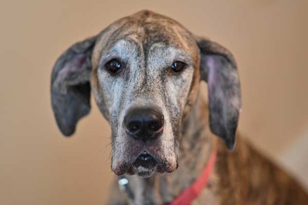 Are Great Danes a High-Maintenance Breed and What Should You Know?