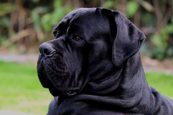 Cane Corso Dog