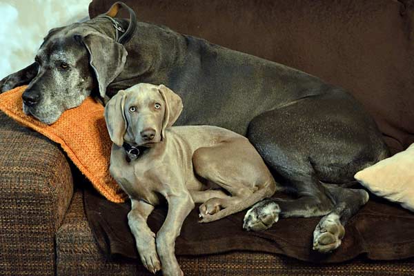 how long do great danes stay in heat