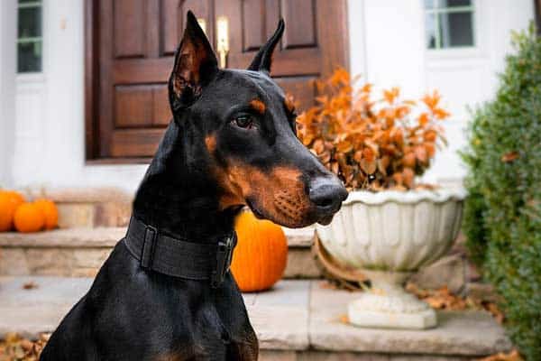 how many puppies can a doberman have