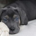 how to get a cane corso puppy to stop biting