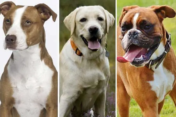 Boxer Pitbull Lab Mix: Meet the Friendly Confident Fun-loving Dog
