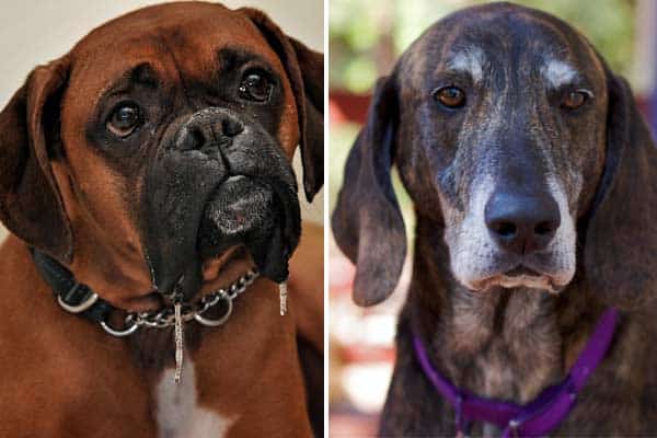 Boxer Plott Hound Mix