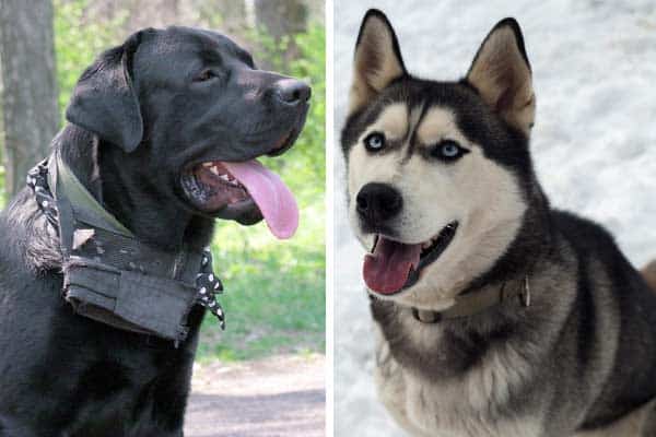 Cane Corso Siberian Husky Mix