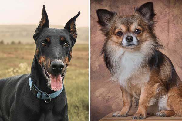 Chihuahua Doberman Mix: Everything You Need To Know About