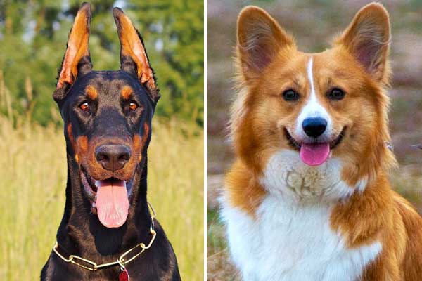 Corgi Doberman Mix: The Ultimate Guard Dog with a Heart of Gold