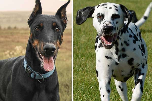 Doberman Dalmatian Mix