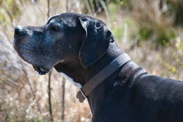 Great Dane Ear Cropping