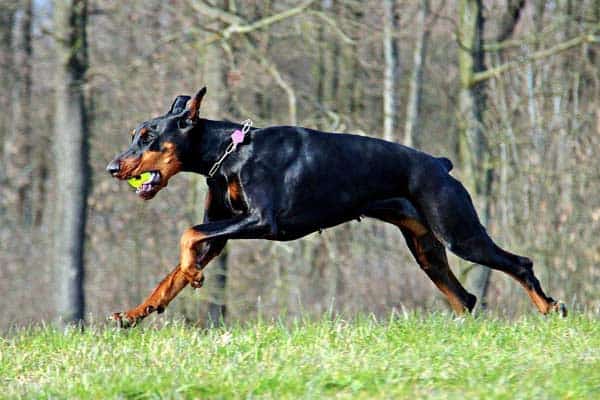 How High Can Your Dobie Jump? Comparison of Canine Leaping Abilities