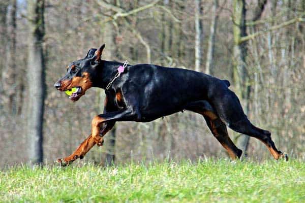 How high can a Doberman jump