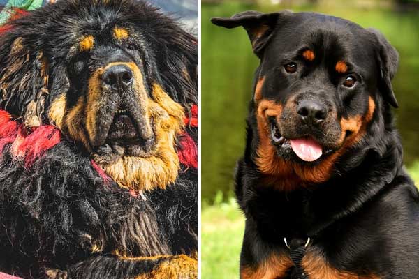 Tibetan Mastiff Rottweiler Mix