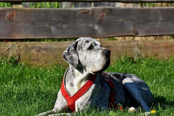 What Is Knuckling in Great Danes