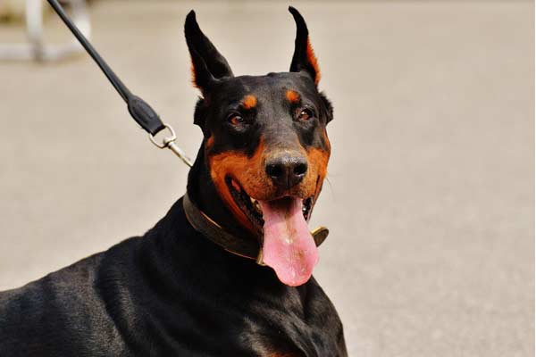 What Size Crate for Doberman Puppy