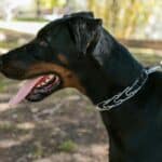 how to stop my doberman from barking
