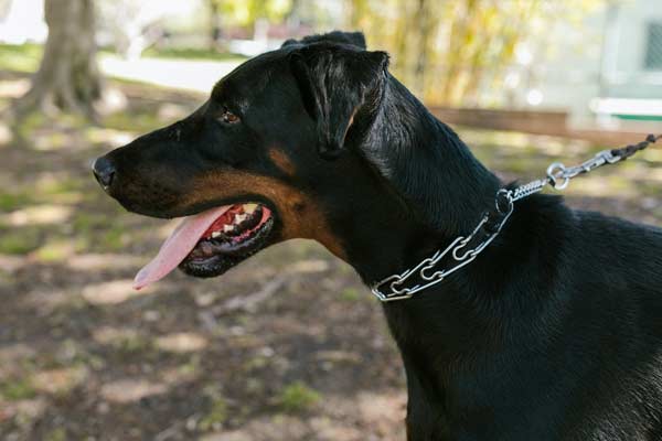 How to Stop My Doberman from Barking: Is it Necessary?