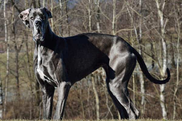 How to Train a Great Dane Not to Jump?